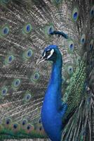 Cobalt Blue Peacock with Colorful Plummage photo