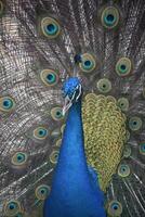 Beautiful Blue Peacock with Feathers Surrounding Him photo