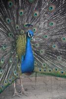 Plummage Extended on a Cobalt Blue Peacock photo