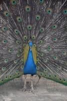 Showy Blue Peacock with Feathers Fanned Out photo