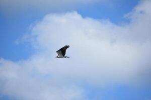 Osprey Flying Up in the Clouds on a Summer Day photo