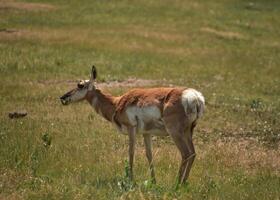 Wild Pronghorn Doe in a Large Field photo