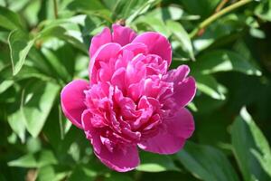 Beautiful Pink Peony Blossoms Blooming and Flowering photo