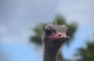 Large Flightless Ostrich with Blue Skies Behind Him photo