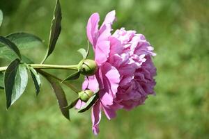 Budding and Flowering Pink Peony Flower Blossoms photo