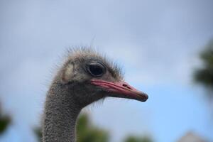 Red Beak on a Gray Feathered Ostrich photo