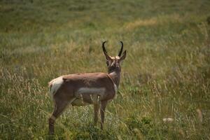 Glancing Through a Pronghorn Bucks Antlers photo