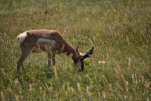 Beautiful Grazing Pronghorn Antelope in a Field photo