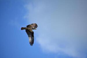 Beautiful Osprey Bird Flapping Wings in Flight photo