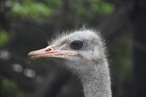 Light Pink Bill on an Ostrich Bird photo