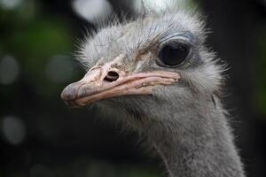 Looking Into the Face of a Big Ostrich photo