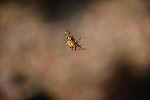 Marbled Orbweaver Spider Up Close and Personal photo