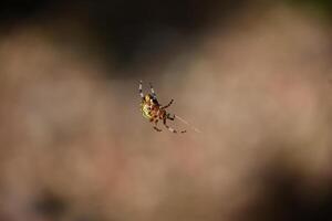 Weaving Spider on a Silken Thread in Autumn photo