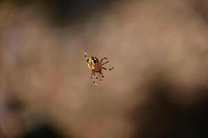 Yellow Abdomen on an Marbled Orbweaver Spider photo