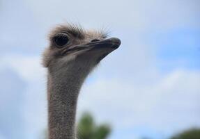 Ostrich with a Long Neck Stretching to the Sky photo