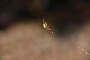 estampado mármol orbweaver araña en un de seda hilo foto