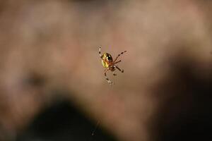 Creeping and Crawling Pumpkin Spider on a Silken Thread photo