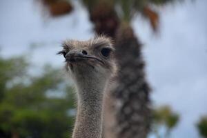 Looking into the Face of an Ostrich photo