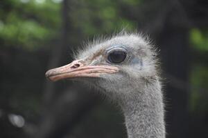 Fluffy Gray Feathers on the Head of an Ostrich photo