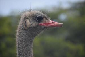 Dark Gray Ostrich with a Long Neck and Red Bill photo