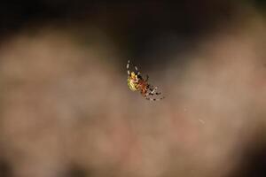 jaspeado orbweaver araña hilado un web foto