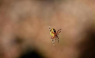 estampado jaspeado orbweaver araña en un soltero hilo foto