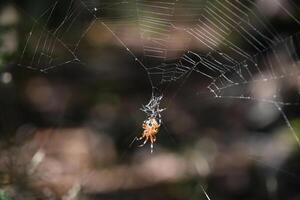 Orbweaver Spider Weaving a Complex Spider Web photo