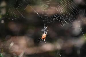 Underside of a Marbled Orbweaver Spider in a Web photo