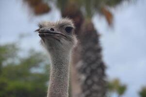 Gray Ostrich Bird with a Long Neck photo
