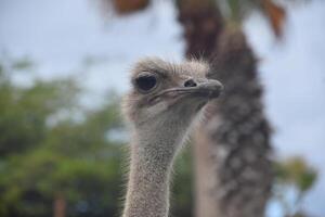 Unattractive Ostrich with a Long Grey Neck photo