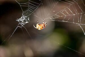 calabaza araña Costura un araña web en el otoño foto