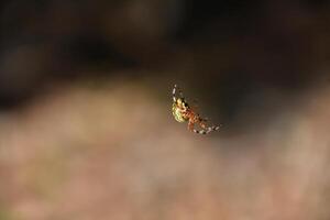 maravilloso cerca arriba de un jaspeado orbweaver araña foto