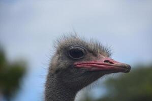 Looking into the Unattractive Face of an Ostrich photo