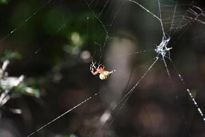 Orbweaver Spider with a Yellow Patterned Abdomen photo