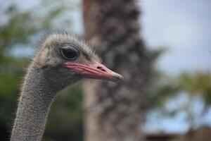 Red Beak on an Ostrich Bird in the Summer photo