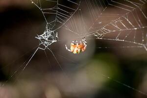 naranja y amarillo jaspeado orbweaver araña en un web foto