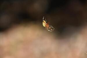 jaspeado orbe tejedor araña en un de seda hilo foto