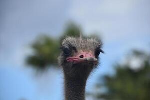 Pink Beak on a Gray Ostrich Bird photo