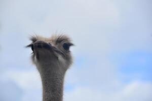 Ostrich with His Head in the Clouds photo