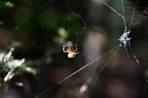 pegajoso tentáculos de un orbweaver araña en un web foto