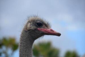 Side Profile of an Ostrich with a Pink Bill photo