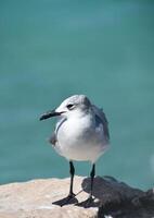 Close Up of a Laughing Gull in Aruba photo