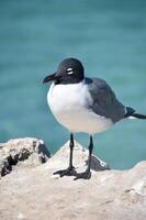 Laughing Gull Standing on Rock Above the Ocean photo