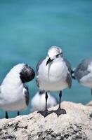 Laughing Gulls Perched on a Rock Above the Ocean photo
