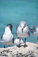 riendo gaviota con su cabeza abajo en aruba foto