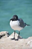 Single Laughing Gull on a Rock Above the Ocean photo