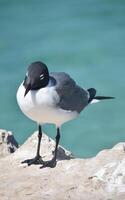 Solitary Laughing Gull Standing on Top a Rock photo