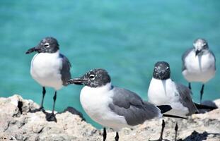 cuatro riendo gaviotas terminado el Oceano aguas foto