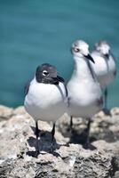 Laughing Gull with a Black Head on a Rock photo