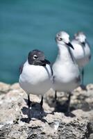 riendo gaviota con un negro cabeza en un rock foto